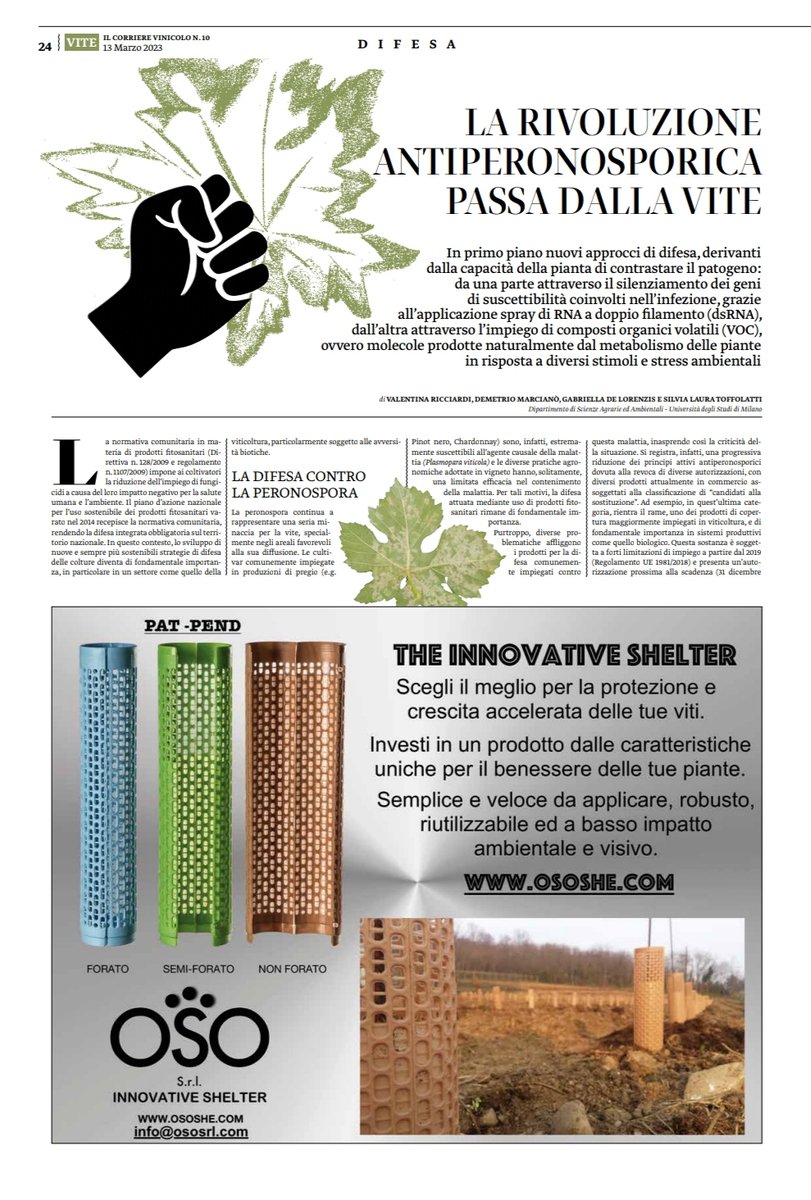 grape4vine's tweet photo. In questo articolo, pubblicato su @IlVinicolo troverete parte delle ricerche scientifiche che hanno portato all'idea progettuale di @grape4vine! 
Grazie a @Ricciardi_V94 Demetrio Marcianò @SLToffolatti @G_DE

#vite 🍇 #peronospora #caucaso #resistenza 🥊 #VOCs #dsRNA 🧬 https://t.co/SvGgnlVBk4