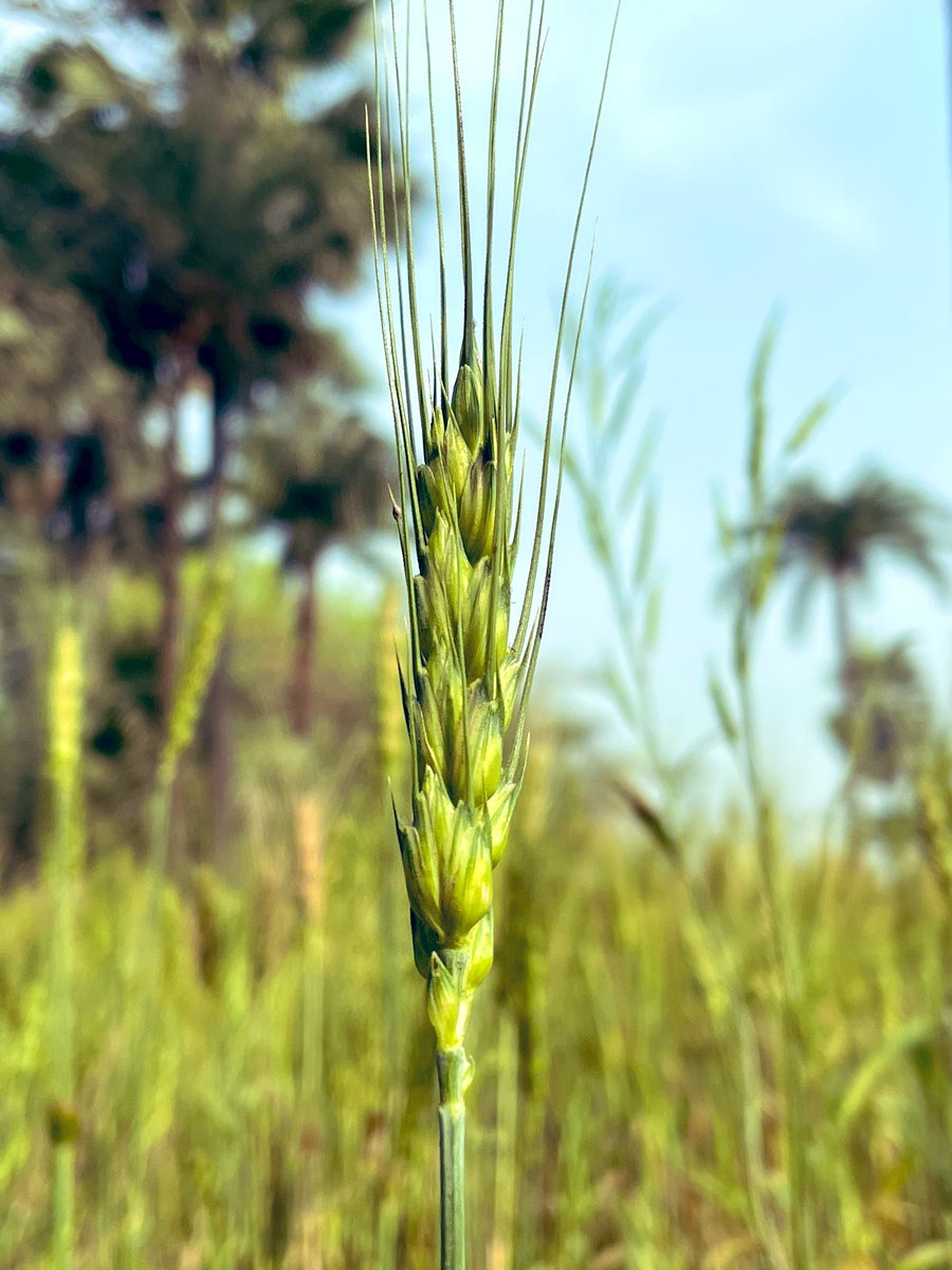 myself_akm's tweet photo. गेहूँ हम खाते हैं, गुलाब सूँघते हैं। एक से शरीर की पुष्टि होती है, दूसरे से मानस तृप्त होता है।
गेहूँ बड़ा या गुलाब? हम क्या चाहते हैं - पुष्ट शरीर या तृप्त मानस? या पुष्ट शरीर पर तृप्त मानस?
#रामवृक्ष_बेनीपुरी
#myclick
#rularindia
#Bihar https://t.co/wx6p3M7siE