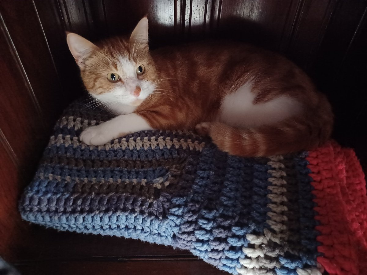 JenniSteen10's tweet photo. How to stop feline helpers from editing my work? Put a blanket in the footwell of my desk 😂

#CreativeSolutions #workingfromhome #CatsOfTwitter https://t.co/7BuV9pZvnZ