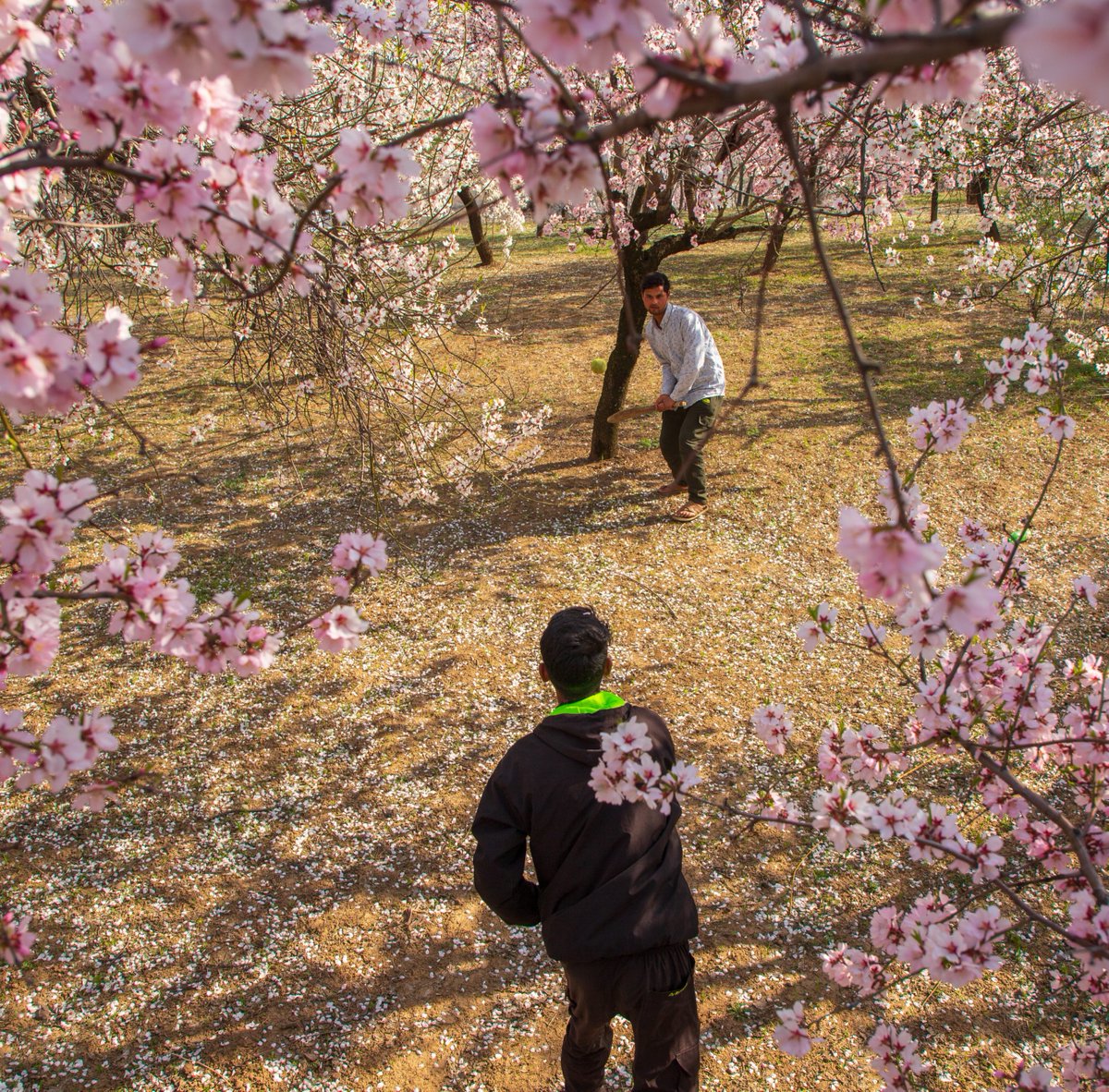 cricinfo's tweet photo. Cricket as spring blooms in Srinagar 🌸

#YourShots by Faisal Bashir https://t.co/HzEHPMpDUR