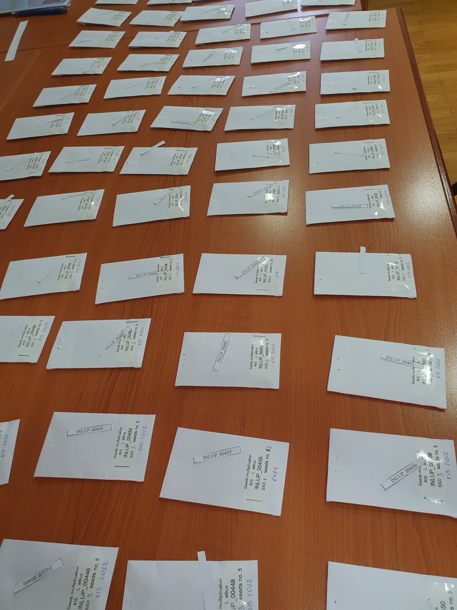 KISinstitut's tweet photo. 📸 Photographing and preparing @pulses_increase  lupin seeds for stratification and sowing at KIS in 2023. Thank you lupin group from Poland for the perfectly pre-prepared seed materials 💚
#PulsesINCREASE #H2020 #legumes #LovePulses https://t.co/SrQetSo8NF