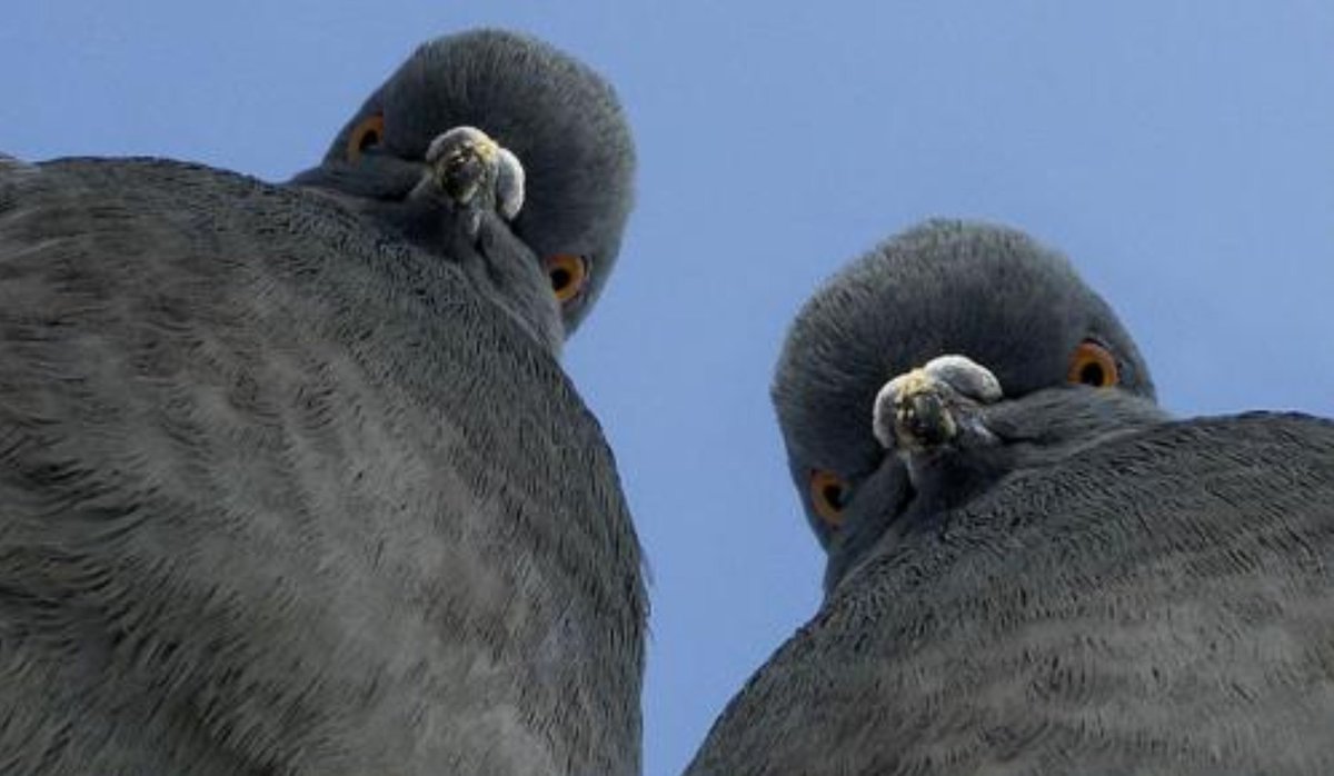 MathMatize's tweet image. POV: You are the last available pigeon hole #math #mathtwitter