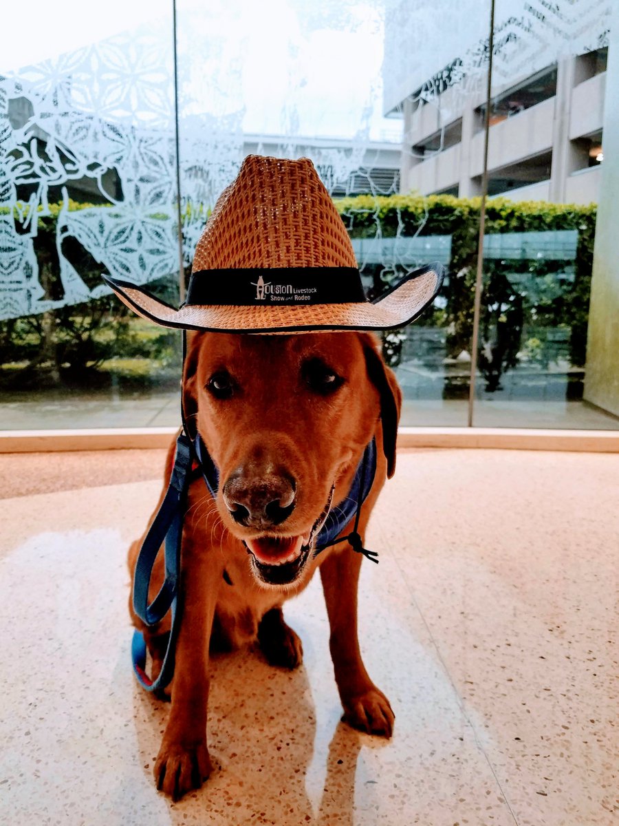 sgsryd's tweet photo. Yeehaw travelers! Your very own Texan Pawtherapist Shotgun is in the house @iah . He'll be cruisin' Terminal A from 1030 - 1230 today dolling out smiles and furtherapy. Safe Travels y'all! @CrisAlcivar @ellaghica @APTherapyDogs https://t.co/EqQes8rAtk