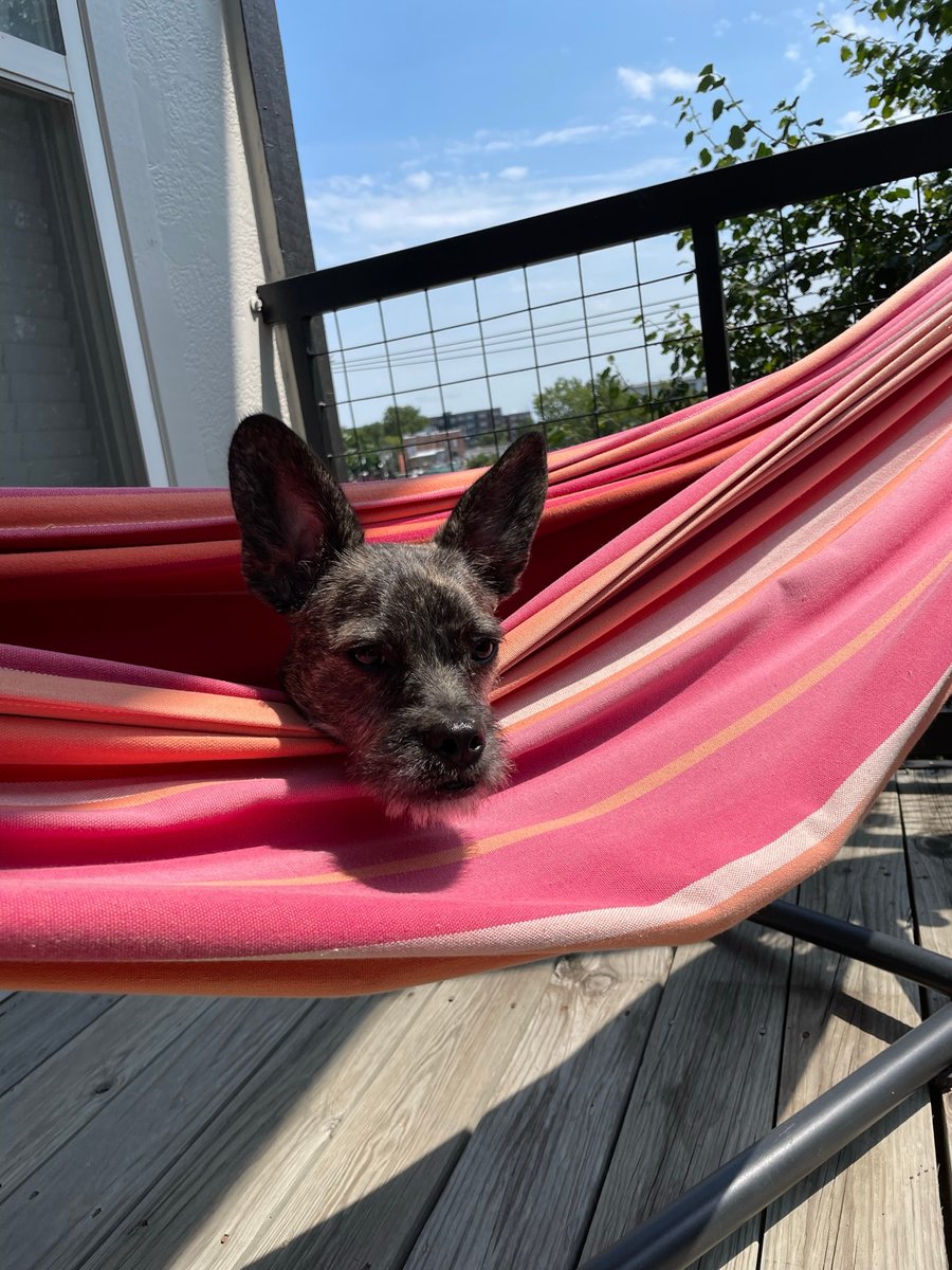 Soaking up the sun ☀️

#CityPlaceWestport #CPW #LincolnPropertyCompany #LPC #LPCMidwest #LPCYouBelongHere #PetAppreciationMonth #ApartmentLiving #DowntownKansasCity #WestportKC