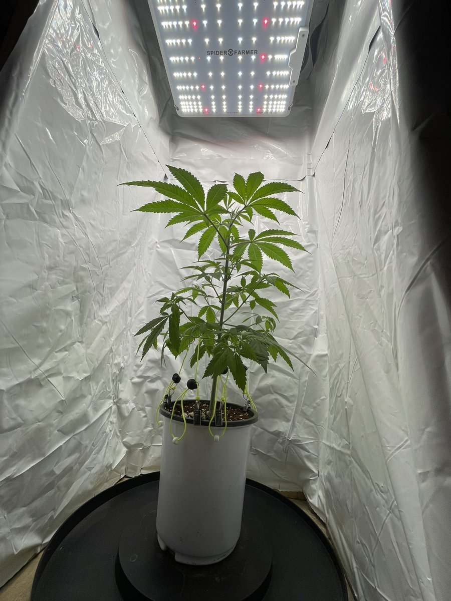 Micro grow going into flower 🌱🔥💨