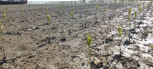 shahsabg's tweet photo. 16 acres of mangrove forest have been successfully restored in the Sonmiani Marsh Dam area of #Balochistan, as the South China Sea #SCSIO has made smooth progress in the construction of the mangrove biodiversity and mangrove restoration demonstration zones in Pakistan.#CPEC #bri https://t.co/Nvkn9Ukpbf