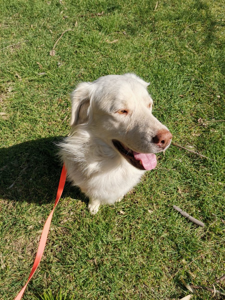 Onca paylaşıma rağmen hala yuva çıkması bu çocuğa… Sokağa atılmış, albino golden… Erkek, 2-3 yaşlarında. Arka ayağında iltihaplı yarası vardı. Tedavisi tamamlandı. Hafif aksıyor ama koşmasına engel değil. Kısır. Şu an dışarda bağlı duruyor… İzmir/ 5353009883