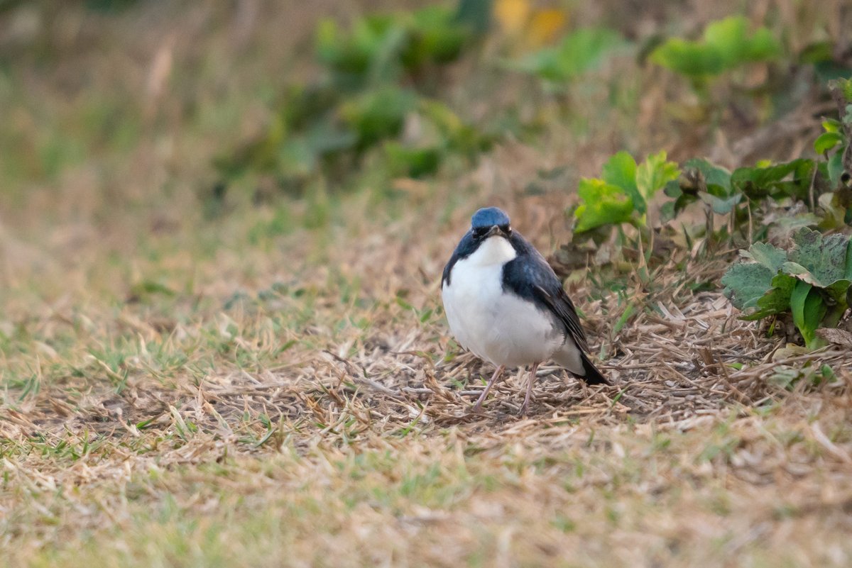 rainbirder's tweet photo. 뽀얀 쇠유리새
배만져보고싶어 https://t.co/RZ75hlti5k