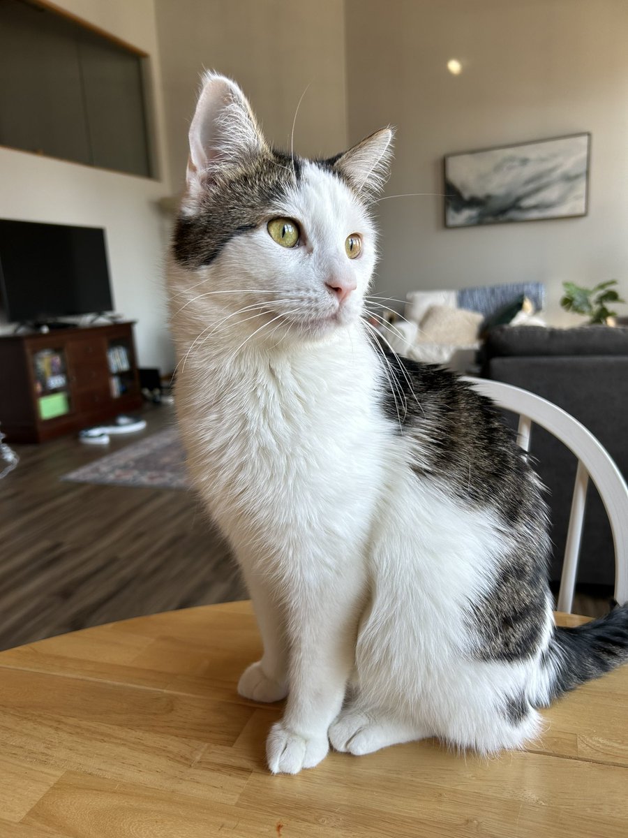 craine__'s tweet photo. @mrfishtopher Hughie is thriving in his new home 🥰 https://t.co/4jgxqFD9wz