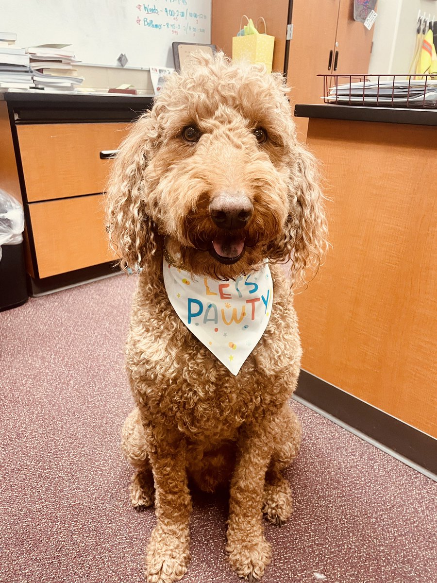 Happy Birthday to me!  #7yearsold #therapydog #therapyanimal #goldendoodle #doodles