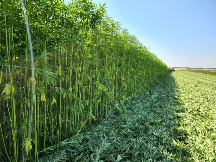 NoCo Hemp Expo tweet media