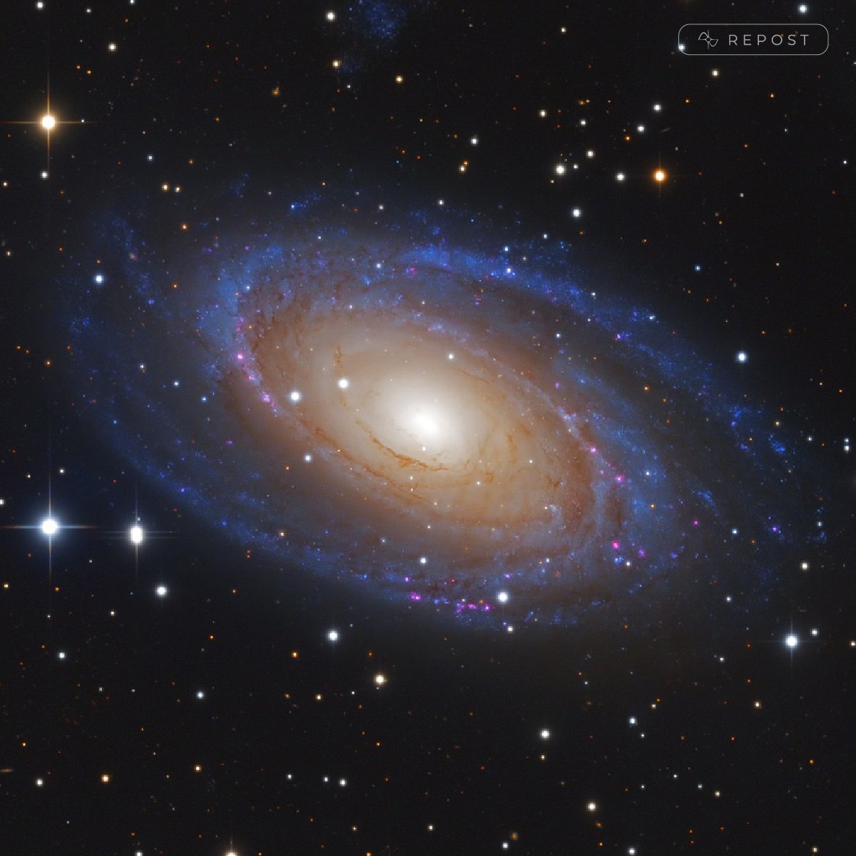 💫 This week's #repost goes to Mario Weigand!

"The Grand Design Spiral Galaxy Messier 81 aka "Bode's Galaxy" in Ursa Major!

Taken with a Planewave CDK 14" at <a href="/trevincaskies/">Trevinca Skies</a> in Spain."