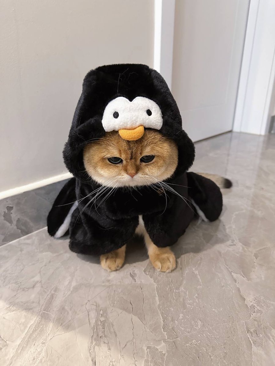 jnsxkce's tweet photo. Hello, my name is Tulip...Do you love me?
#penguin #cat https://t.co/pEwe2r1UIr