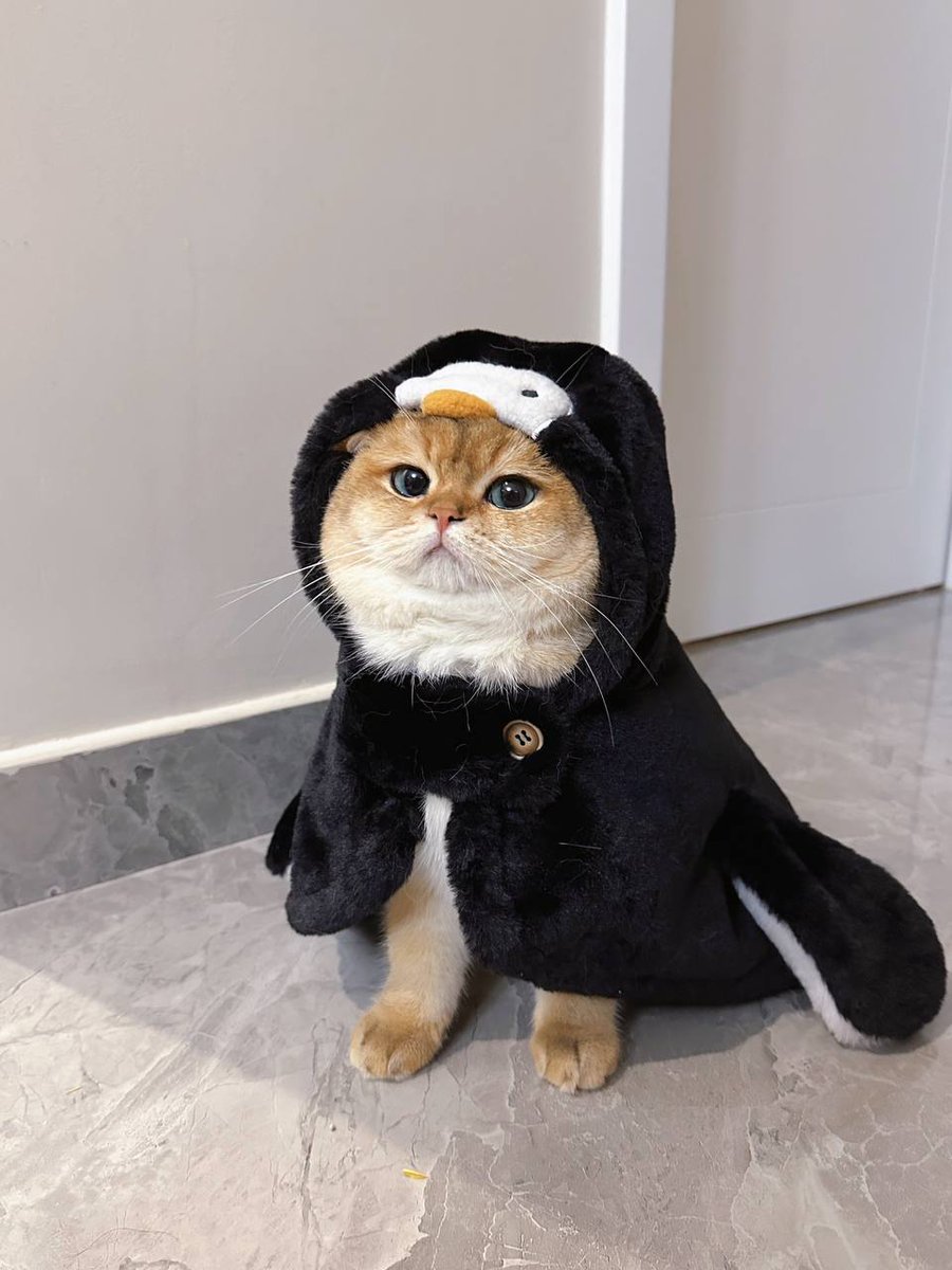 jnsxkce's tweet photo. Hello, my name is Tulip...Do you love me?
#penguin #cat https://t.co/pEwe2r1UIr