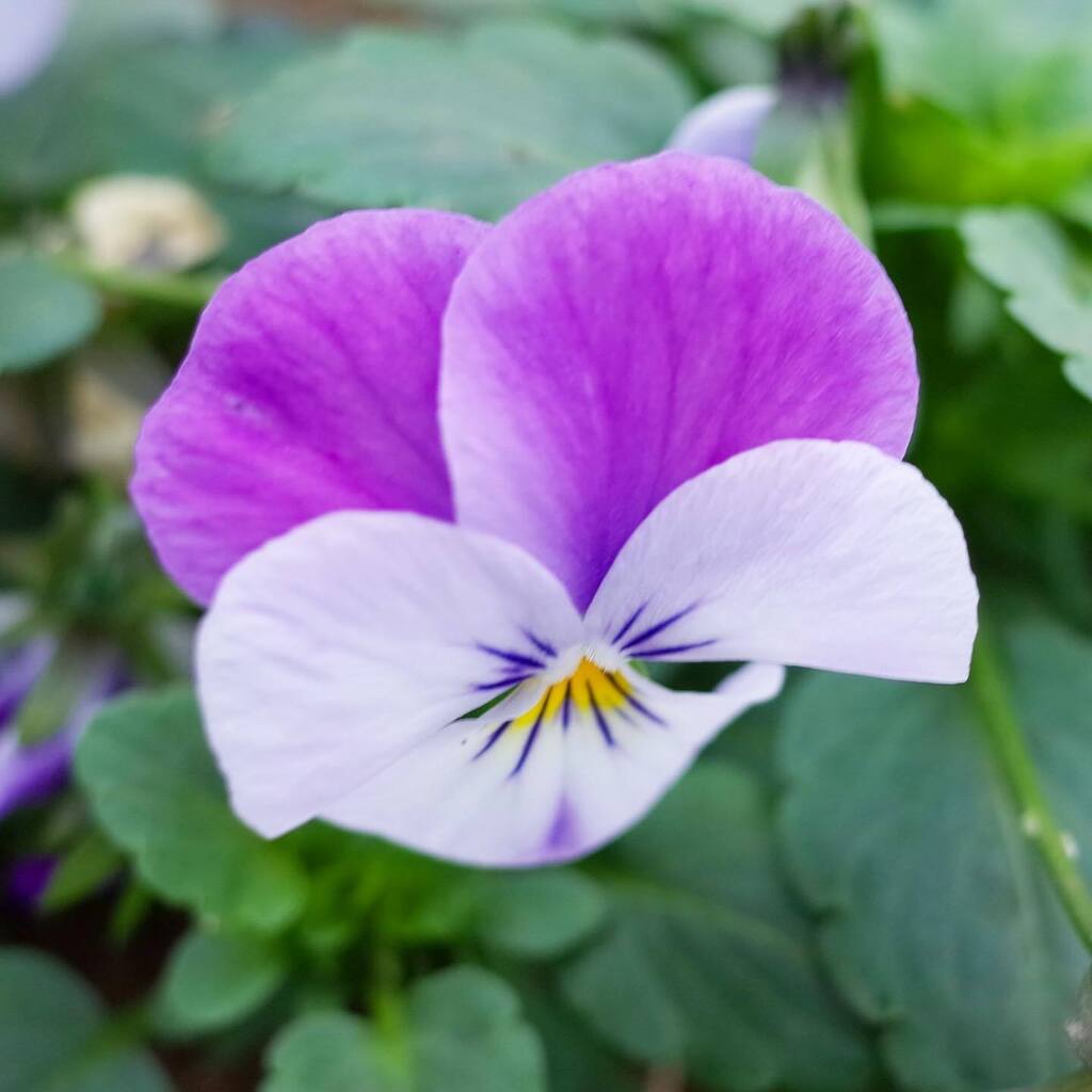 masaha31's tweet photo. 今日もさわやか色　#花の色　#花の写真　#花の写真館　#花撮り　#花撮り人　#花撮り隊  #花のある暮らし  #花のある生活  #東京カメラ部  #flowers  #flower  #flowercolors  #flowercolor  #myflowerphotos  #flower_shots  #flower_daily https://t.co/B013KyGzIm https://t.co/G6JAB7DQBM