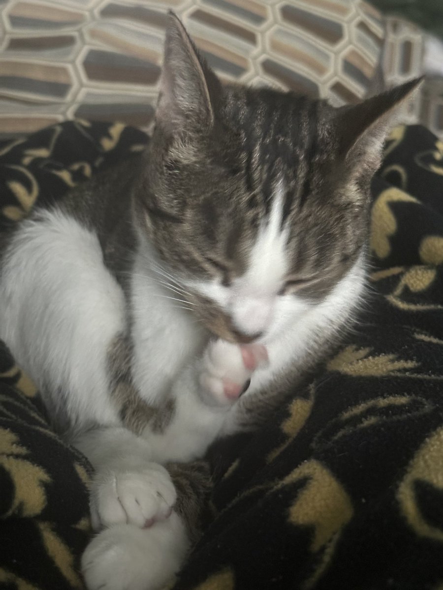 LittleGuyLink1's tweet photo. It’s very impawtant to clean your beans furiends! Making biscuits with dirty paws is a health code violation Heeheeheeheehee #CatsOfTwitter #CleanBeans https://t.co/KT7kLpQepB