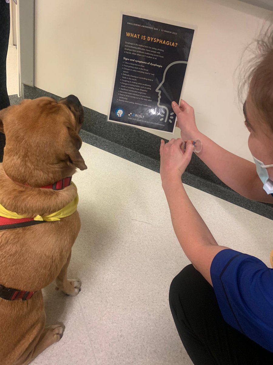 BHRUT_SLT's tweet photo. 🚨Cuteness Alert🚨 Leaving no stone unturned in our training this #SwallowAware2023 ! Even Rodney 🥰🫶 was very keen to learn so he too got a quick refresher on the signs &amp; symptoms of #Dysphagia @RCSLT https://t.co/ptIUVY3EF1