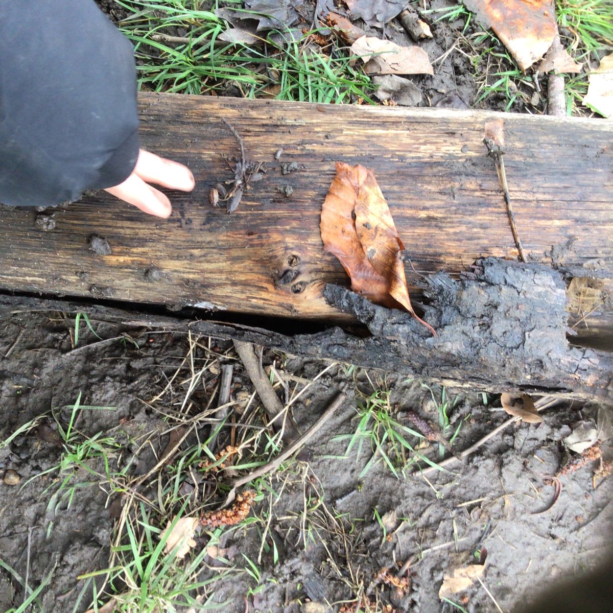 StMariesRecep's tweet photo. Hunting for minibeasts In the outdoor classroom.
#stmariesscience #stmarieseyfs #stmariesoutdoorclassroom https://t.co/6A94v4BB6C