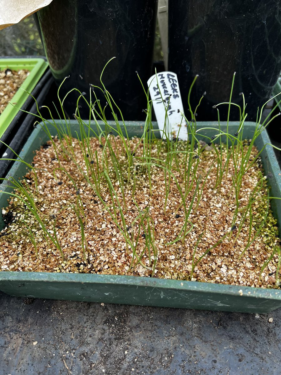 Leeks (variety Musselburgh) sown in #GrowwithDalefoot seed compost, topped with vermiculite. They will start to thicken then, after hardening off, will be transplanted into final growing positions. The less handling the better for leeks. #PeatfreeGardening #Growyourown