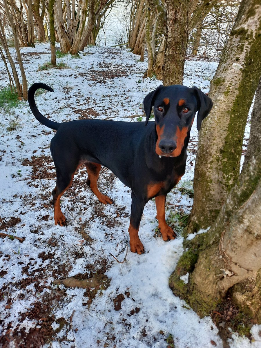 NotBadForHerAge's tweet photo. Whatever it was Mum, it wasn't my fault...#guiltyface #Damson #Dobermann #dogsoftwitter https://t.co/ud3lY6VMRm