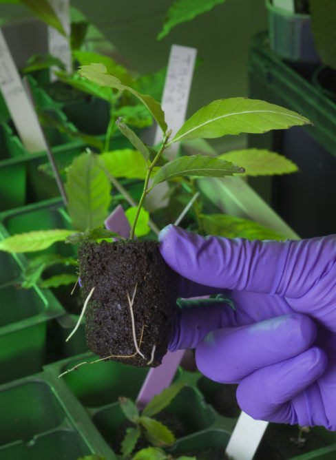 QuickPlugGlobal's tweet image. With carefully designed growing media, Quick Plug can help growers overcome the challenge of successfully transplanting vulnerable tissue culture plants. Learn more here: bit.ly/2wfKmdL