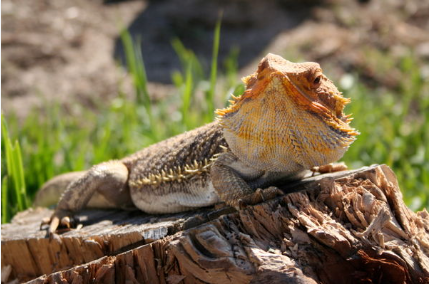 GeoOfVengeance's tweet photo. Se empieza a notar el calor, va a ir siendo hora de acostarme sobre una piedra o un tronco al sol como buen lagarto. https://t.co/NEmNA9L4Pb