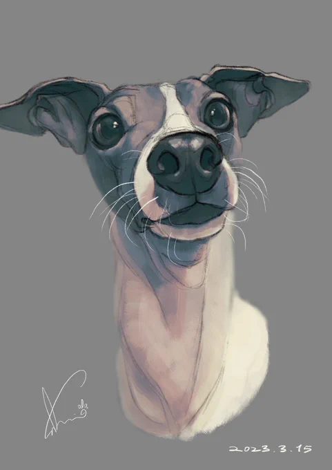 今日の愛犬を描きました。 