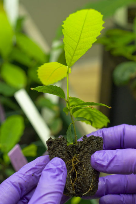 QuickPlugGlobal's tweet image. With carefully designed growing media, Quick Plug can help growers overcome the challenge of successfully transplanting vulnerable tissue culture plants. Learn more here: bit.ly/2wfKmdL