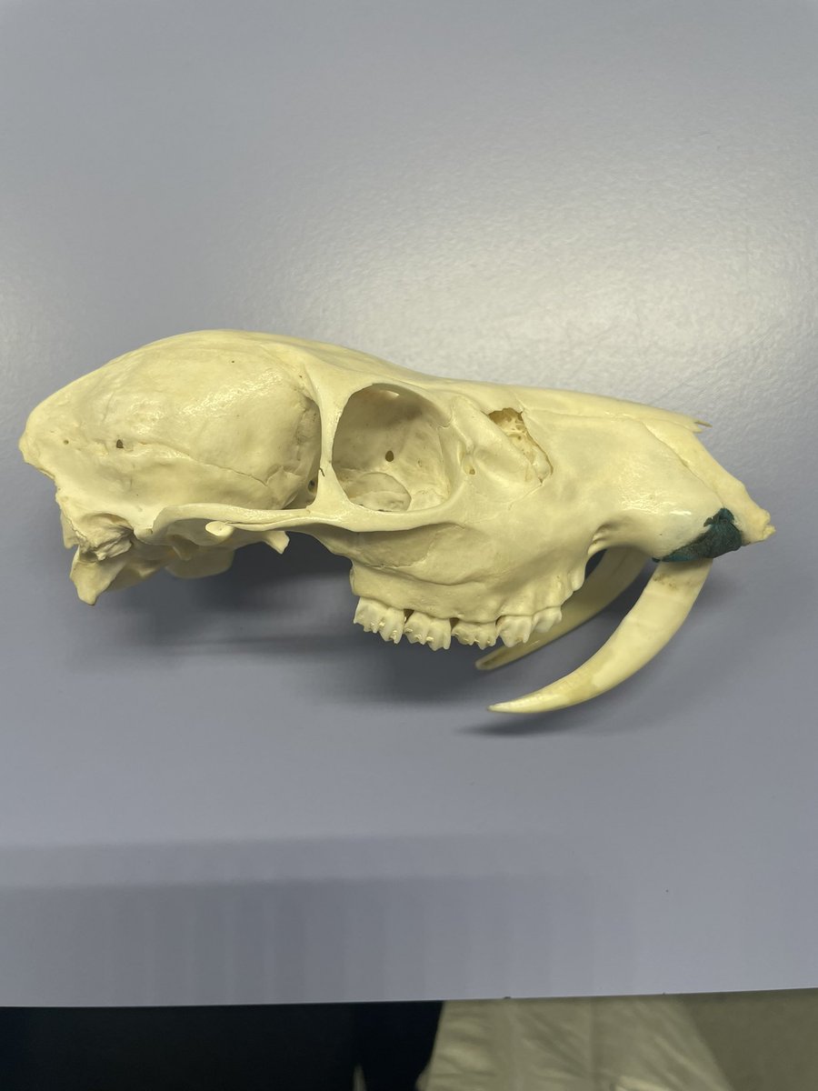 LydiaFarnell's tweet photo. Interesting lecture and the most amazing and very extensive bone collection by @Skull_Bloke 

Pic 1 - Red Deer Stag
Pic 2 - Chinese Water Deer 
Pic 3 - American Mink
Pic 4 - Polecat

#identification #bones #skulls #harperadamsuni https://t.co/HCWZkwuWTw