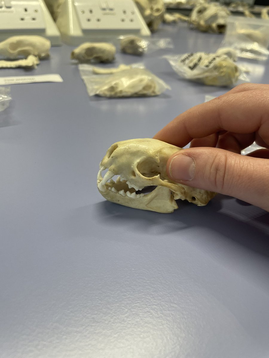 LydiaFarnell's tweet photo. Interesting lecture and the most amazing and very extensive bone collection by @Skull_Bloke 

Pic 1 - Red Deer Stag
Pic 2 - Chinese Water Deer 
Pic 3 - American Mink
Pic 4 - Polecat

#identification #bones #skulls #harperadamsuni https://t.co/HCWZkwuWTw