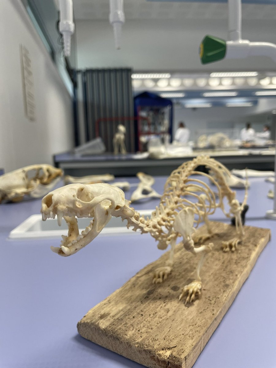 LydiaFarnell's tweet photo. Interesting lecture and the most amazing and very extensive bone collection by @Skull_Bloke 

Pic 1 - Red Deer Stag
Pic 2 - Chinese Water Deer 
Pic 3 - American Mink
Pic 4 - Polecat

#identification #bones #skulls #harperadamsuni https://t.co/HCWZkwuWTw