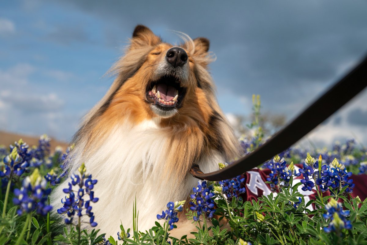 reveille's tweet photo. I ♥️ bluebonnet season!!! 

Thank you to my friends at @TAMUgardens for sharing all of your beautiful flowers with me and my Aggies! https://t.co/O0iiBGULJS
