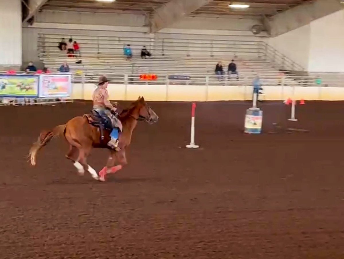 GatorGal0715's tweet photo. Southeast Regionals in Perry, Georgia this past weekend was a success for Red and I.  We didn’t get the $$ but we earned 4th place out of 7 riders in our class🤠 https://t.co/cwBnTHWnw9