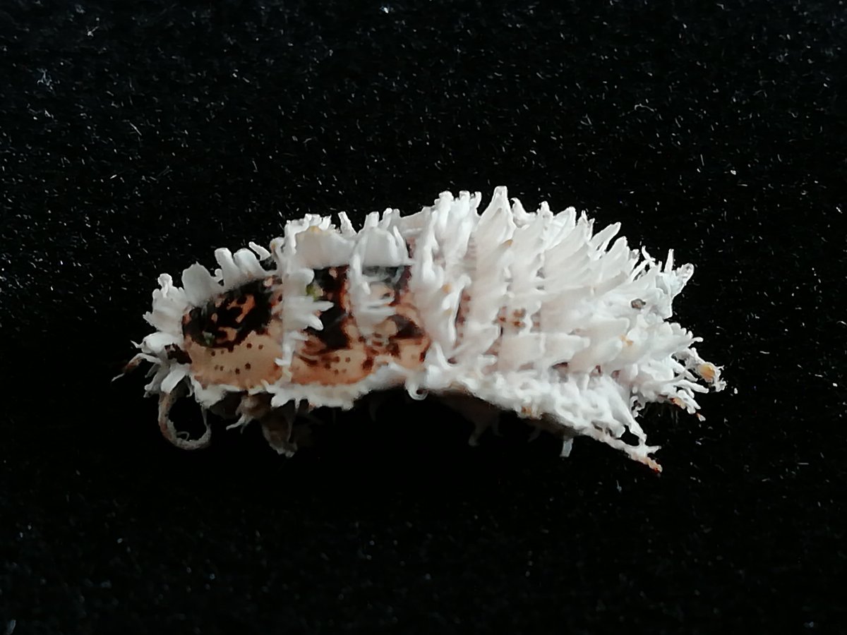 I spent ages figuring out how best to photograph specimens with only an average phone camera. This experiment with a black background resulted in an infected cockroach looking weird like it's floating through space. Not sure of the species. #Fungi #Cordyceps #TheLastOfUs