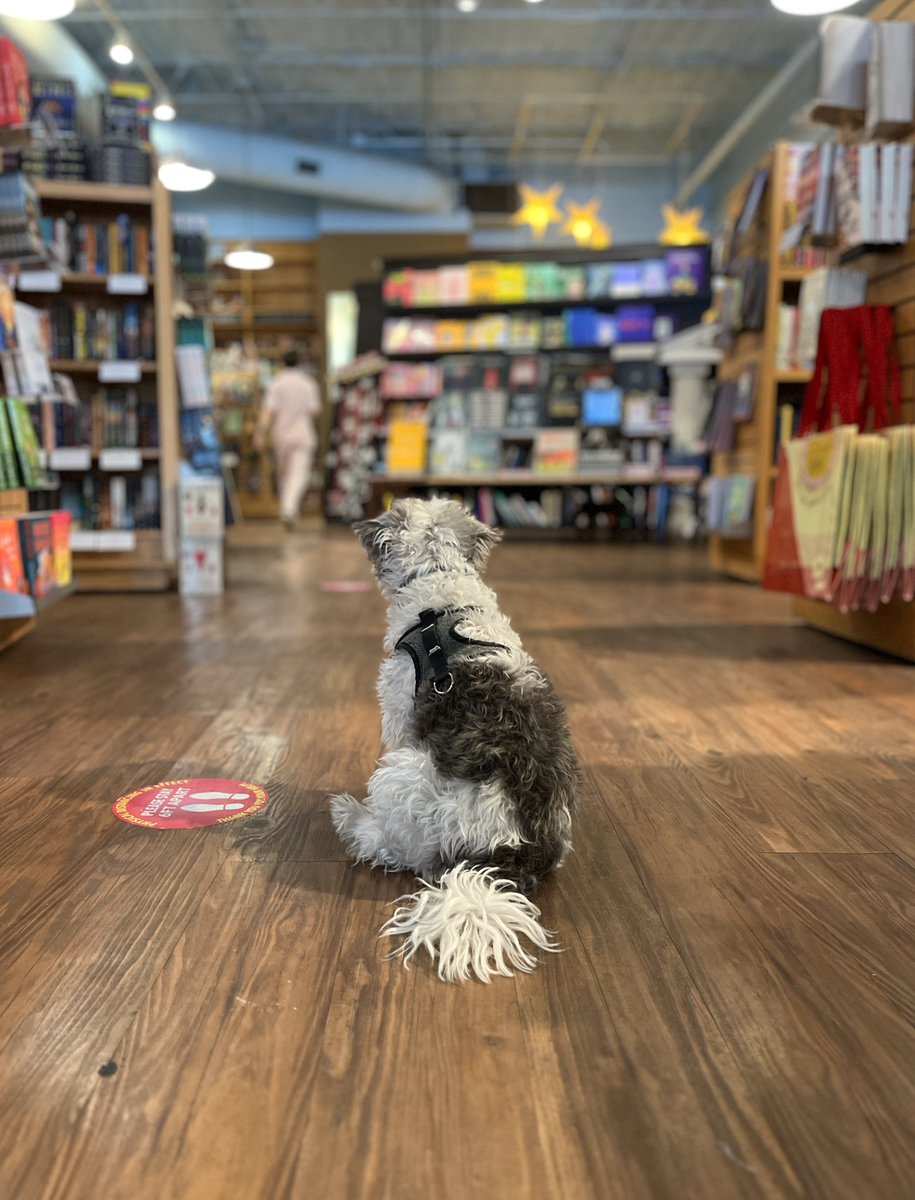 ParnassusBooks1's tweet photo. Oh, to be a dog in a bookstoreโฆ Swing by and consult with Sparky on your next favorite read! #shopdoglife https://t.co/mfzKnZlFQs