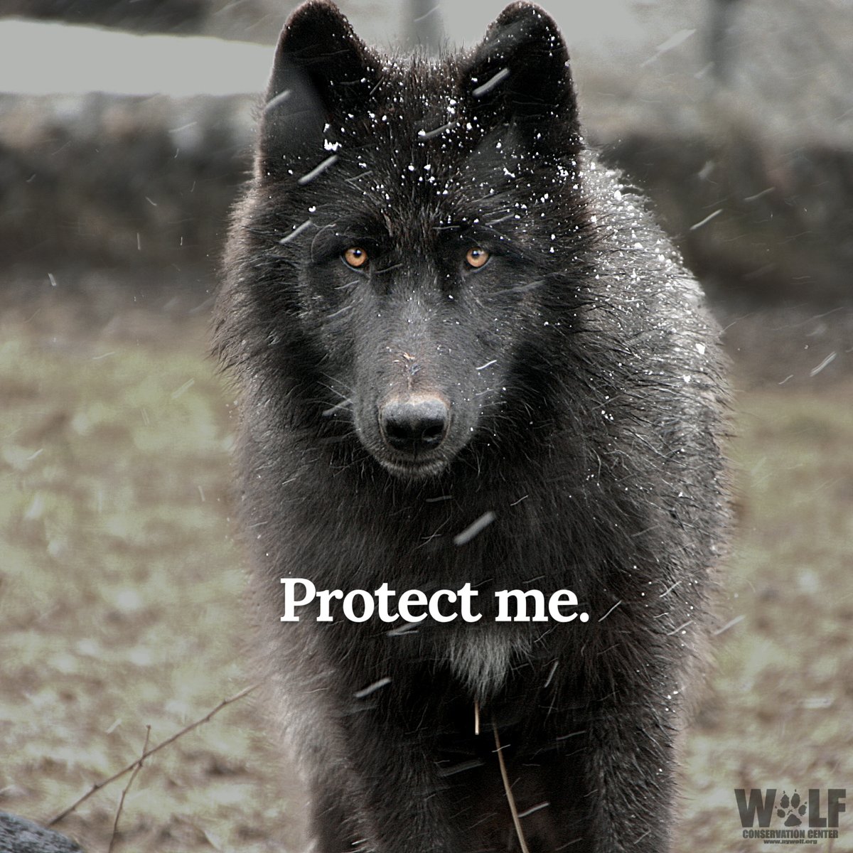 nywolforg's tweet image. Hunters have killed 255 wolves in Montana's controversial wolf hunt.
It's outrageous that in the 21st century, bloodlust continues to drive the wolf management policies there.
RT to tell @interior to prioritize conservation over bloodsport. #RelistWolves→ bit.ly/3XmkAwz