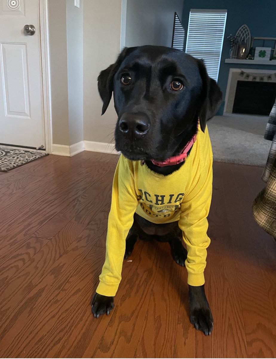 This is one of my adorable dog nieces, Macy. She loves Michigan (#GoBlue) and she would love you to donate today, March 15, Giving Blueday, to Project Healthy Schools at myumi.ch/Rpqb4   #GivingBlueday #ProjectHealthySchools