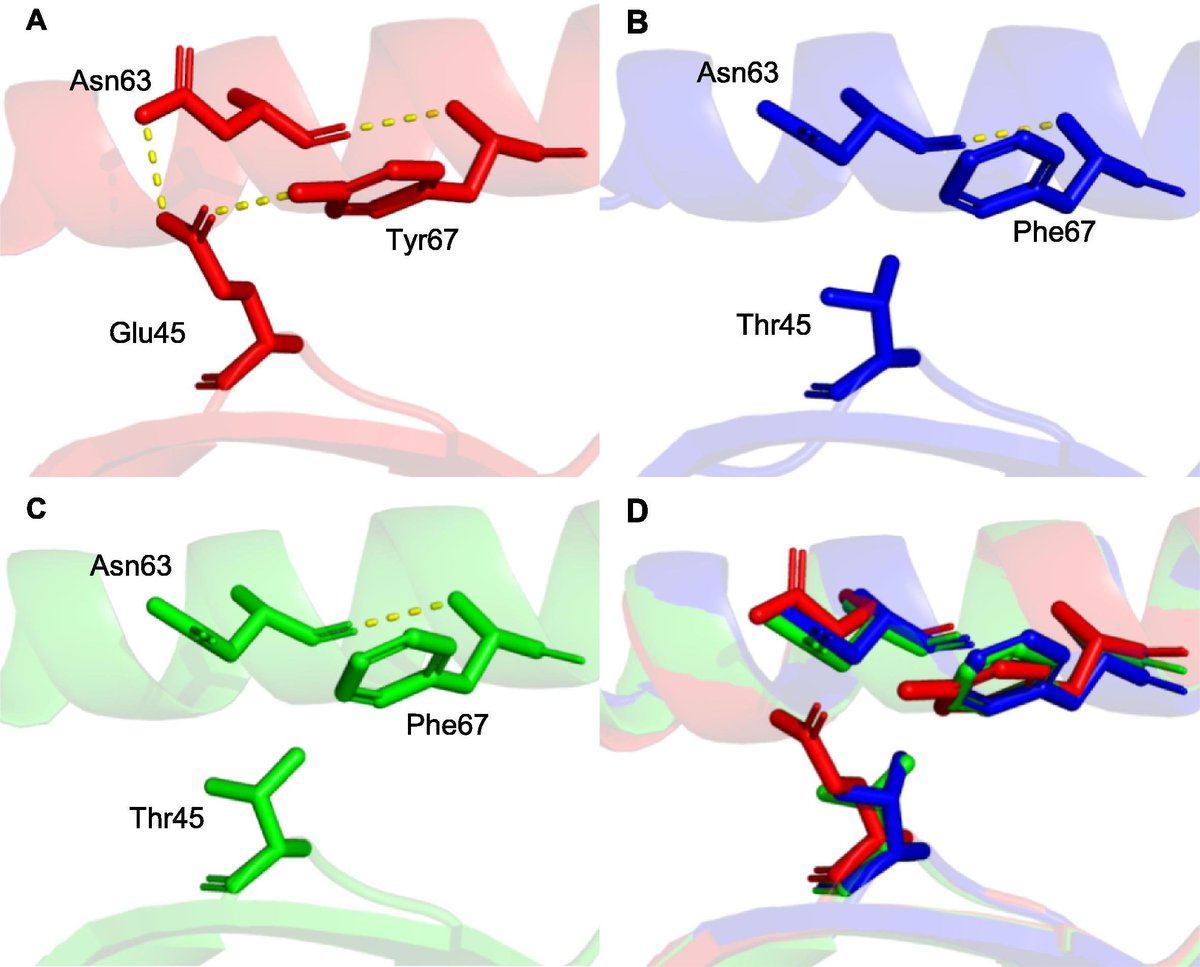 Pablo Guasp (@pabloguasp) on Twitter photo Happy to see our work is out! Here we studied the presence of subpeptidomes in different HLA molecules of the B7 supertype. It was a pleasure working with Iñaki Alvarez and Adrián Tirado from <a href="/UABBarcelona/">Universitat Autònoma de Barcelona</a>
doi.org/10.1016/j.cell… Happy to see our work is out! Here we studied the presence of subpeptidomes in different HLA molecules of the B7 supertype. It was a pleasure working with Iñaki Alvarez and Adrián Tirado from <a href="/UABBarcelona/">Universitat Autònoma de Barcelona</a>
doi.org/10.1016/j.cell…