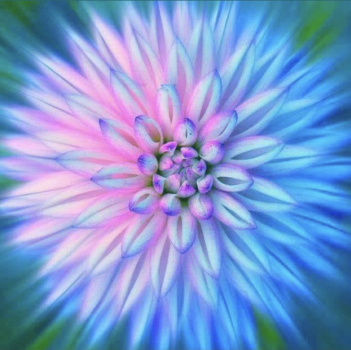 bellalark's tweet photo. Soon. 🌸 https://t.co/hIQsXTBZmZ