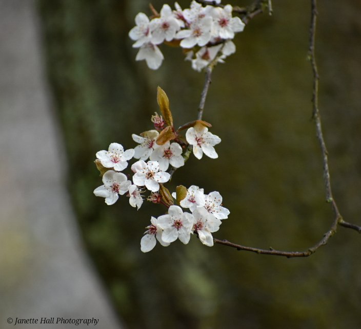 JanetteHall's tweet photo. Pretty white spring flowers π€
Avenham and Miller Park, Preston
#Avenham #miller #park #preston #lancashire #white #spring #springflowers #flowers #nature #NaturePhotograhpy #NatureBeauty #naturelovers #naturelover #loveukweather #soil #plants https://t.co/xPY3AM6Zn5