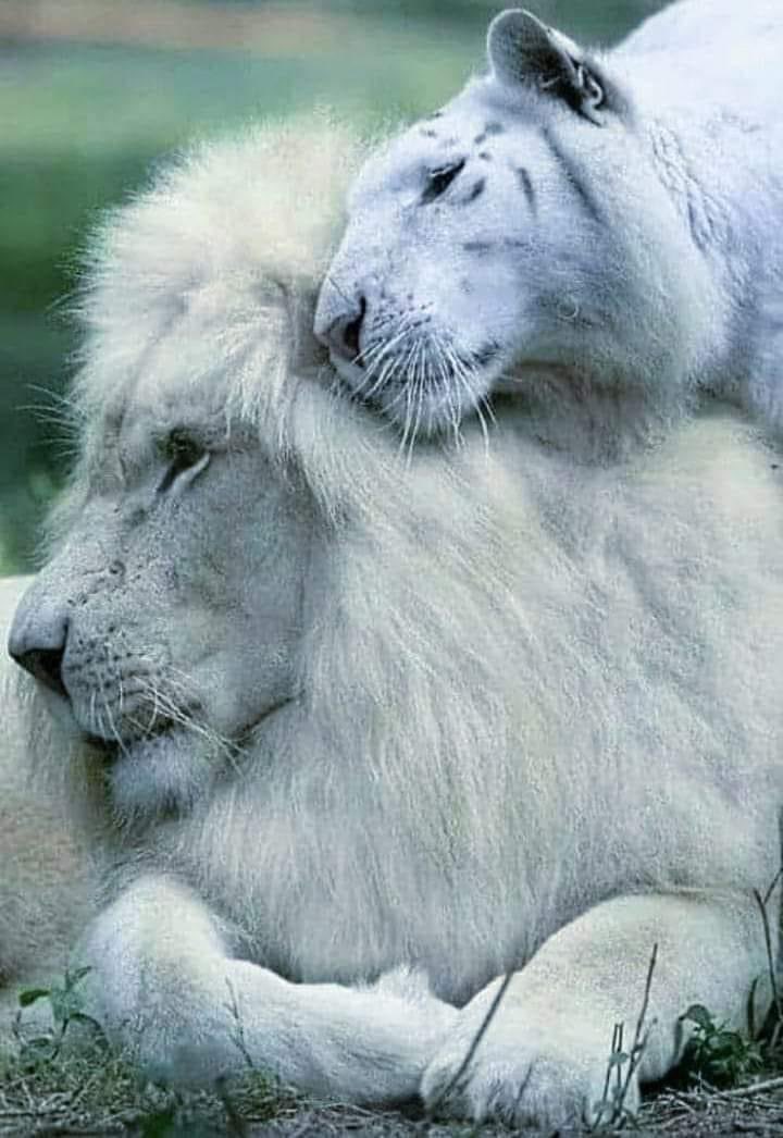 Amor y ternura
