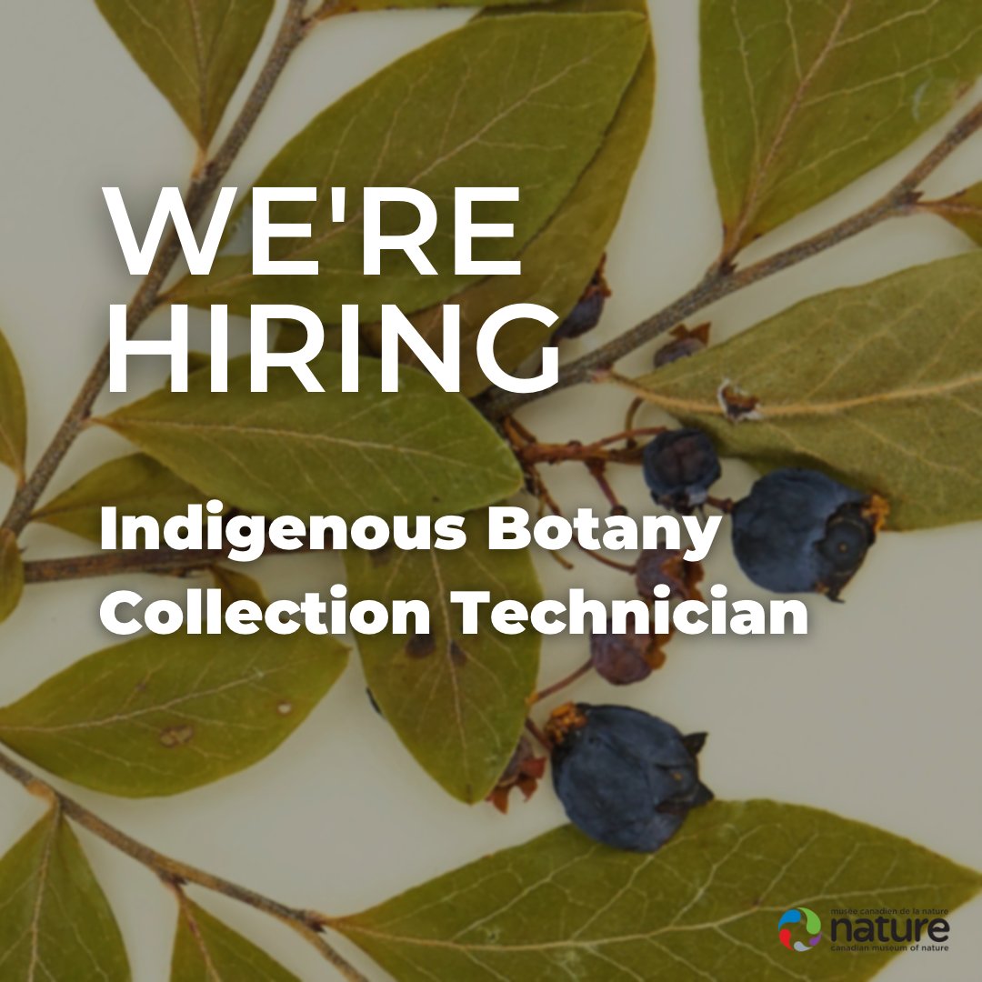 MuseumofNature's tweet photo. π Indigenous Employment Opportunity
1. Indigenous Botany Collection Technician. Deadline: March 27, 2023
For more information: https://t.co/V32OYlHHLm #HiringOttawa #IndigenousJobOppurtunity #OttawaJobs https://t.co/0a2UbwXcsL