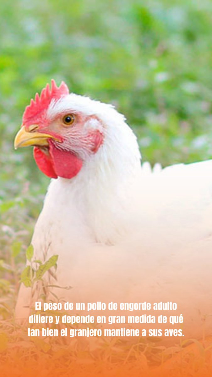 jhsagro's tweet photo. ¿Sabes cu��nto es el peso aproximado de un #PolloDeEngorde? 🐔
Si aún no estás informado sobre el tema, acá te lo dejamos 👇🏼
#PorqueCreemos🧡💙 https://t.co/SR7fWVY4LJ