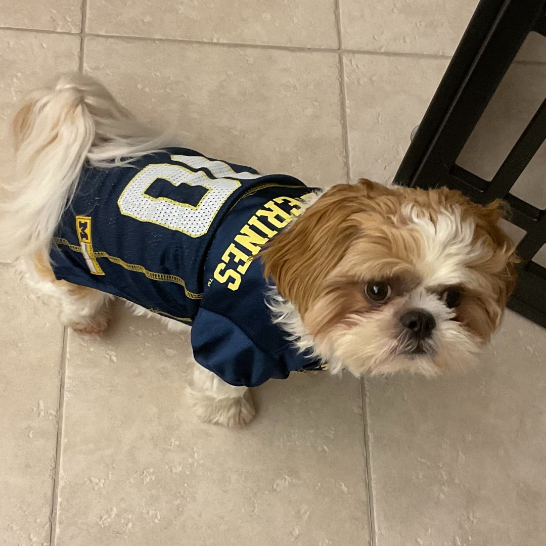 umichmcsp's tweet photo. One of our #MCSPets, Mendel, is a fervent supporter of #GivingBlueday 💛💙 
@umichLSA https://t.co/GZjzjWoW1t