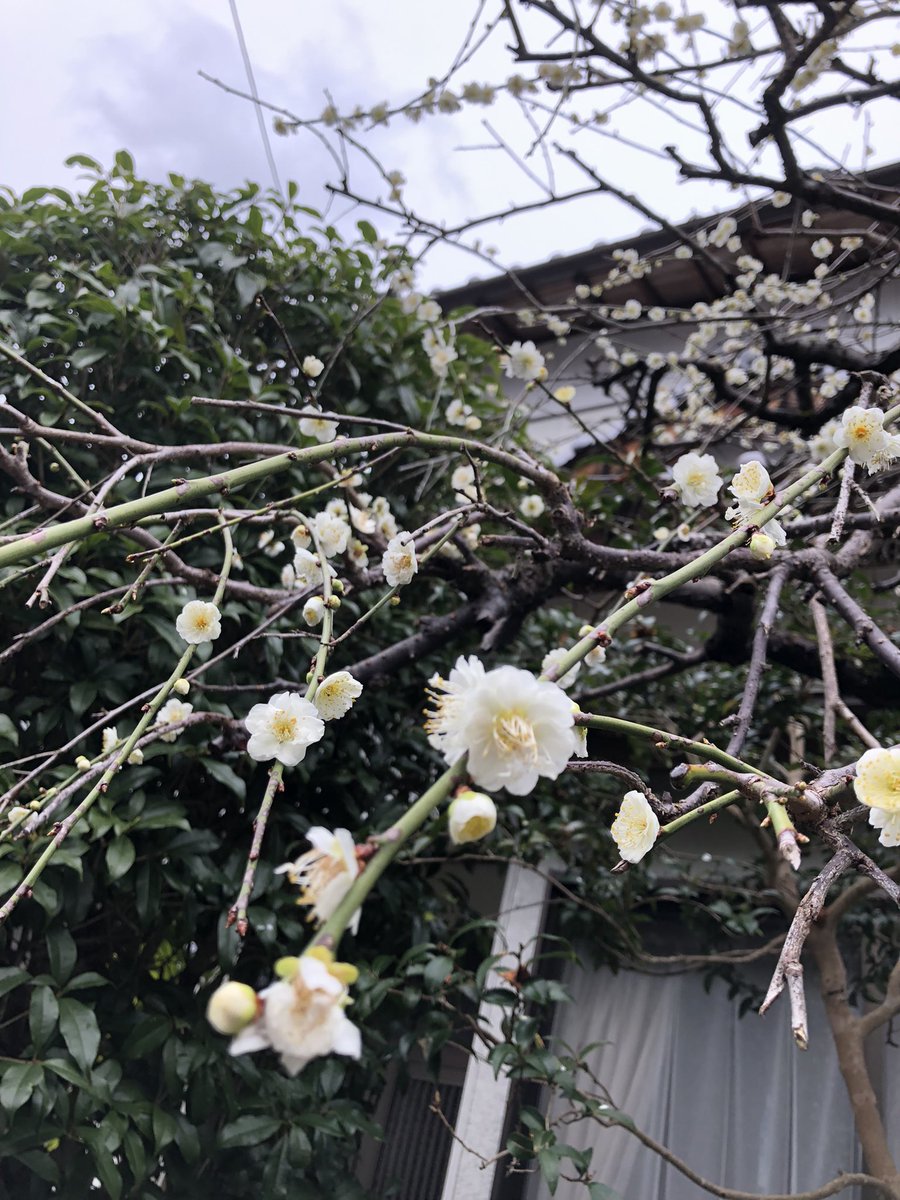 寝ても寝ても眠いのは
"春"のせいなのかな

眠いけどワクワクするのは"春"のせい
なのかな

素敵な一日をお過ごしください(´∀｀*)

 #おは戦50316mm