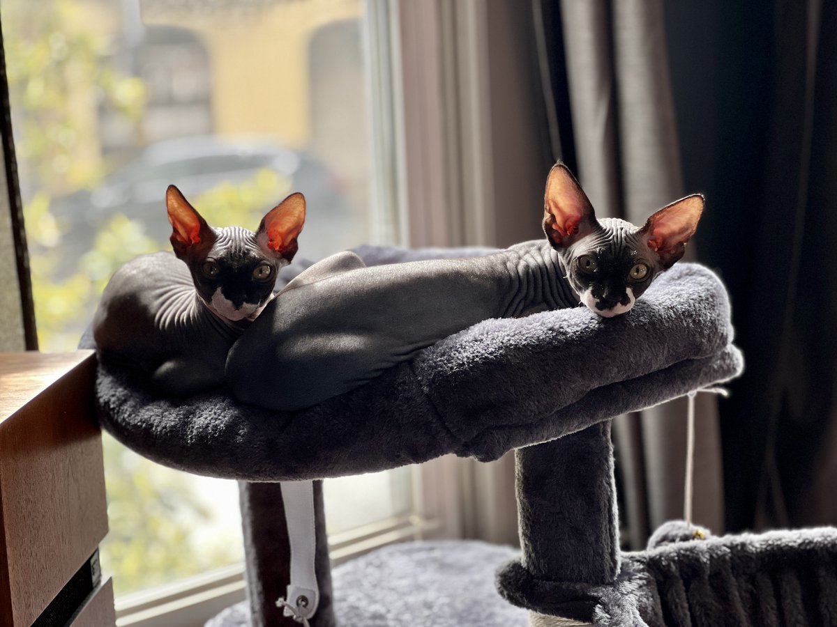 The last thing I expected to change with The Kittening™ was the apparent speed at which I move through our home. 2 tiny, breakable, living noodlebones running amok at my ankles have slowed my roll considerably.