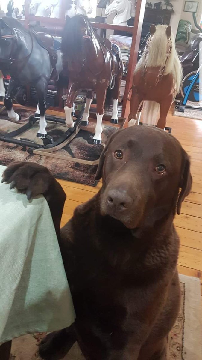 thehappydog_ tweet picture