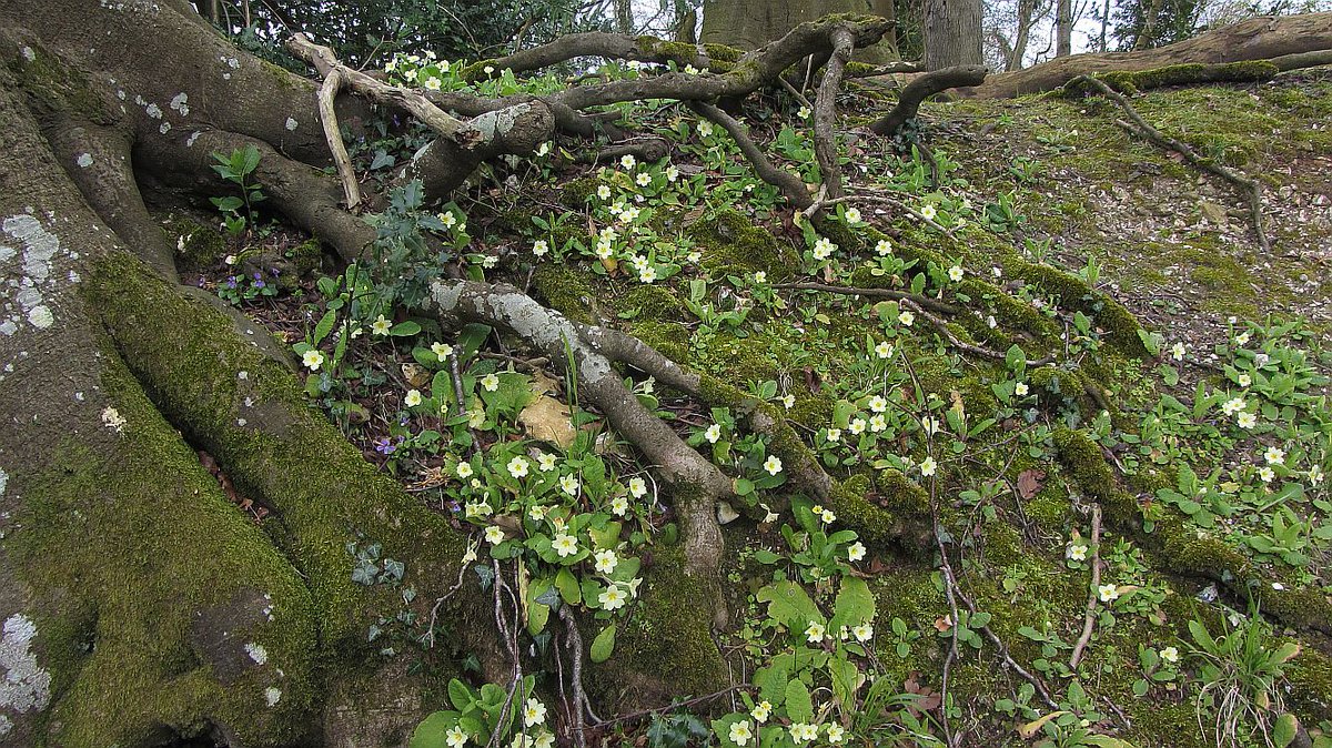 Signs of Spring are everywhere. Why not get out in the #chilterns on a @ChilternSociety walk. We have a collection of selected routes at bit.ly/3lgrhSt on Apps (#osmaps and @Visorando) and as downloadable leaflets.