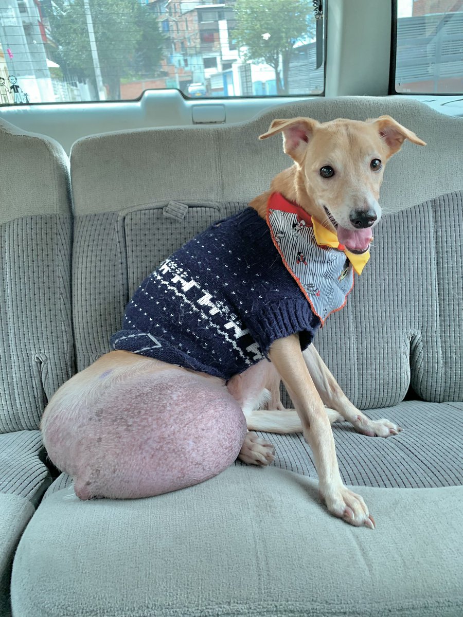 ResEspeciales's tweet photo. ¿Que por qué tan elegante y feliz?

Por qué hoy después de mucho tiempo de estar en la calle sufriendo, pasando hambre, frío, necesidades y arrastrando con este tumor enorme que no me deja moverme, hoy, por fin, tendré 🧵.. https://t.co/2PID0lwD22