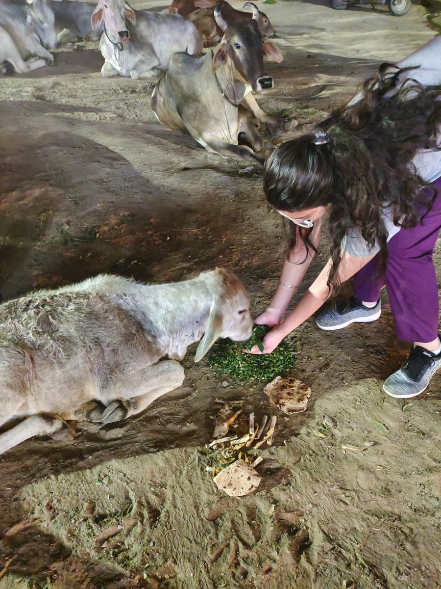 KapoorTaashvi's tweet photo. I am now convinced that cows are amongst the gentlest of breathing creatures. ๐
The sewa continues.....
@captnkapoor @ArunakshK
#feedinganimals #animallover #gentlecows #cutenessoverload #sewa #goodxperience #lottolearn #goodday #welfare #animalshelter https://t.co/QbLDLd8Z76